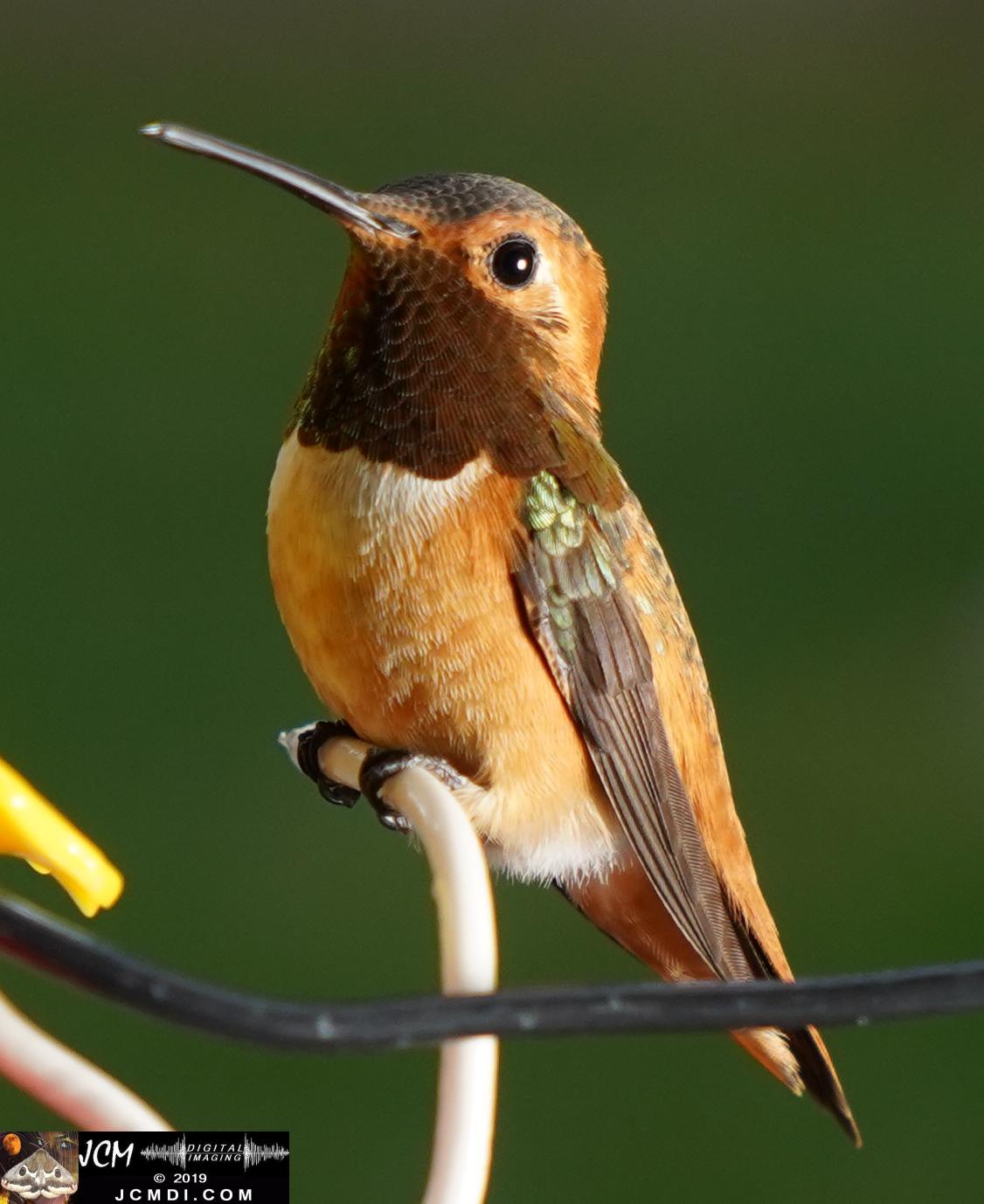 Allens Hummingbird male